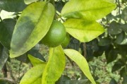 常見柑橘樹葉片病蟲害防治_柑橘開花用什么農(nóng)藥可以打掉