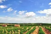 晚熟柑橘種植技術(shù)規(guī)程_柑橘樹如何嫁接 晚熟柑橘種植技術(shù)規(guī)程_柑橘樹如何嫁接