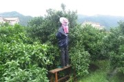 柑橘種植技術(shù)月管理_無核沃柑怎樣管理