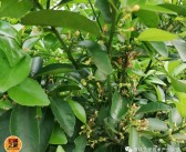 沃柑樹(shù)耐寒嗎（沃柑樹(shù)怕凍嗎）