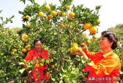 柑橘浮皮果種植技術(shù)_柑橘樹撒施磷酸二氫鉀的時(shí)間 柑橘浮皮果種植技術(shù)_柑橘樹撒施磷酸二氫鉀的時(shí)間