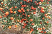 柑橘夏剪技術(shù)視頻講解（柑橘樹夏剪的具體時間）