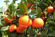 浙江紅美人柑橘種植技術(shù)_柑橘紅美人剛長(zhǎng)出來(lái)的新梢黃化 浙江紅美人柑橘種植技術(shù)_柑橘紅美人剛長(zhǎng)出來(lái)的新梢黃化