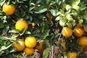 柑橘病蟲害防治技術(shù)研究_二月耙耙柑病蟲防治
