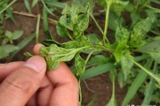 柑橘病蟲害白粉虱圖片大全_高氣甲維鹽能治柑橘什么蟲