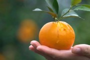以色列種柑橘種植技術(shù)_普通沃柑與091無核沃柑