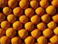 柑橘?；ū９幖雅浞剑ǜ涕俦；ū９r(nóng)藥最佳配方）