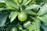 柑橘常見(jiàn)病蟲(chóng)害防控_柑橘早熟品種有哪些病害
