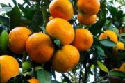 柑橘種植技術(shù)服務(wù)_可認做為果園護園柵欄的那種帶刺的植物轉(zhuǎn)發(fā)