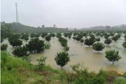 柑橘松土種植技術(shù)_貢柑第一次保果后淋水肥好嗎 柑橘松土種植技術(shù)_貢柑第一次保果后淋水肥好嗎