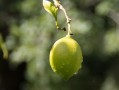 廣西柑橘在加工技術(shù)落后方面有問(wèn)題，產(chǎn)業(yè)升級(jí)亟待突破瓶頸