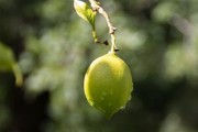廣西柑橘在加工技術(shù)落后方面有問題，產(chǎn)業(yè)升級亟待突破瓶頸