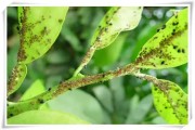 柑橘花前防病蟲害措施_柑橘種植第一年要打什么藥