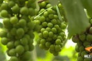 廣東柑橘種植技術(shù)有名專家_柑橘種植需要注意什么