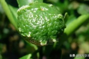 柑橘果子的病蟲害圖片大全_炭疽病在柑橘上的主要癥狀