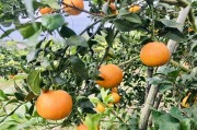 沃柑橘種植施肥技術(shù)視頻_怎么能找到農(nóng)產(chǎn)品貨源