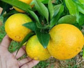 大雅柑橘品種有哪些名字，大雅柑橘品種介紹和圖片視頻