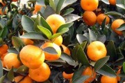 數據洞察與市場展望：未來5年柑橘發(fā)展趨勢圖全景解析