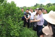 柑橘種植技術實訓方案_柑橘黃化如何處理