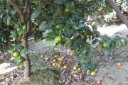 柑橘樹下種植技術(shù)_陳皮苗種植距離