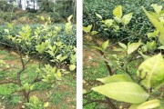 眉山柑橘種植技術(shù)員_榮縣古佳鎮(zhèn)人口有多少