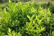 柑橘種植技術(shù)知識大全_塔羅科血橙有什么關(guān)鍵栽培技術(shù) 柑橘種植技術(shù)知識大全_塔羅科血橙有什么關(guān)鍵栽培技術(shù)
