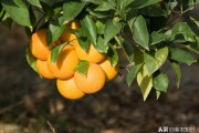 柑橘保果的種植技術(shù)_柑橘種植管理要點(diǎn)有哪些