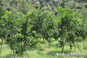紅寶石柑橘種植技術(shù)_廣西有什么好的品種水果種植前景 紅寶石柑橘種植技術(shù)_廣西有什么好的品種水果種植前景