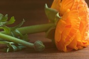 沃柑對(duì)人體有什么好處（沃柑對(duì)人體的好處）