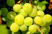 柑橘大實(shí)蠅幼蟲吃有什么危害（柑橘大實(shí)蠅打什么農(nóng)藥）