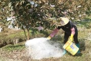 種植柑橘蓋地膜技術(shù)_柑橘樹凍害后如何處理