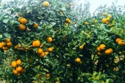 農(nóng)業(yè)技術(shù)種植柑橘_南香果是什么果