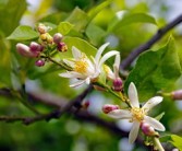 春見柑橘修枝技術(shù)視頻講解（柑橘春剪枝技術(shù)視頻）