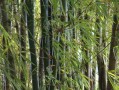 小青柑農藥殘留多嗎怎么處理（小青柑農藥殘留多嗎怎么處理好）