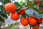 柑橘的種植技術(shù)及管理_有什么栽種方法能使橘子增產(chǎn)