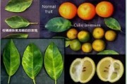 柑橘種植技術(shù)通知怎么寫_當(dāng)前沙糖桔價(jià)格走勢(shì)如何