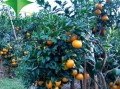 柑橘樹盆栽怎么種（柑橘盆栽種植方法）