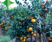 柑橘樹盆栽怎么種（柑橘盆栽種植方法）