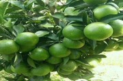 柑橘太陽果種植技術(shù)_紅蜘蛛是喜歡陰天還是陽天