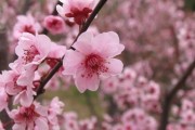 紅美人柑橘露地種植技術(shù)_為什么叫含笑樹