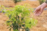 柑橘樹病蟲害防治常識題庫_噻菌酮防治什么病害