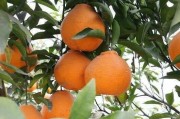 柑橘種植施肥技術(shù)技巧視頻_如何提升蜜桔的銷量