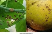 晚熟柑橘常見(jiàn)病蟲(chóng)害圖片_柑橘果肉枯水能吃嗎 晚熟柑橘常見(jiàn)病蟲(chóng)害圖片_柑橘果肉枯水能吃嗎