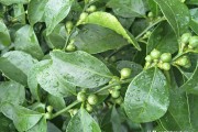 陰雨天柑橘種植技術(shù)_黃皮樹怎樣做才粗與壯 陰雨天柑橘種植技術(shù)_黃皮樹怎樣做才粗與壯
