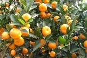 柑橘常見(jiàn)病蟲(chóng)害防治措施_柑橘花期花少稍多怎么辦 柑橘常見(jiàn)病蟲(chóng)害防治措施_柑橘花期花少稍多怎么辦