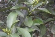 柑橘樹種植技術(shù)打藥技術(shù)_果樹春季打藥加尿素行嗎