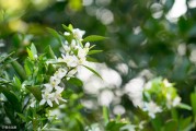 柑橘要如何預(yù)防病蟲害_柑橘幼樹3月如何去除花