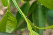柑橘種植方法和技術(shù)視頻_賣年桔技巧