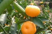 剛移栽柑橘樹(shù)要剪掉葉子嗎視頻（移栽的柑橘樹(shù)好久可以施肥）