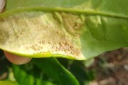 夏季柑橘樹病蟲害防治用藥_夏天柑橘新芽葉子變黃